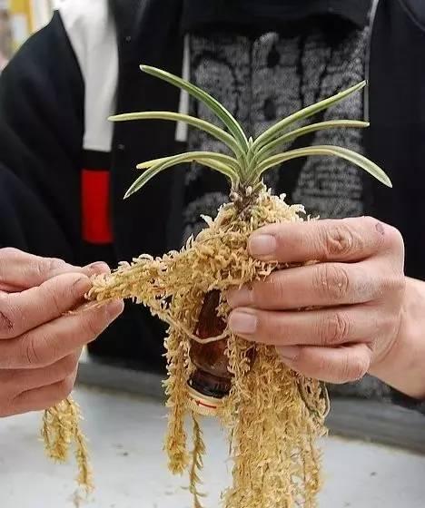 仙人掌旁长出的龙骨如何正确栽种？栽种后的管理要点有哪些？