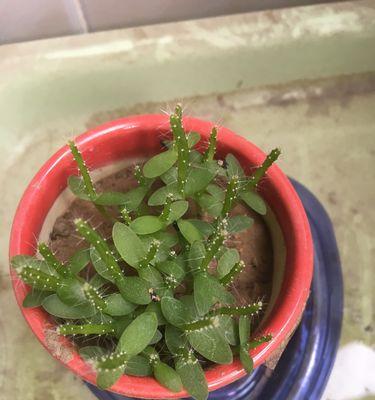 仙人掌旁长出的龙骨如何正确栽种？栽种后的管理要点有哪些？
