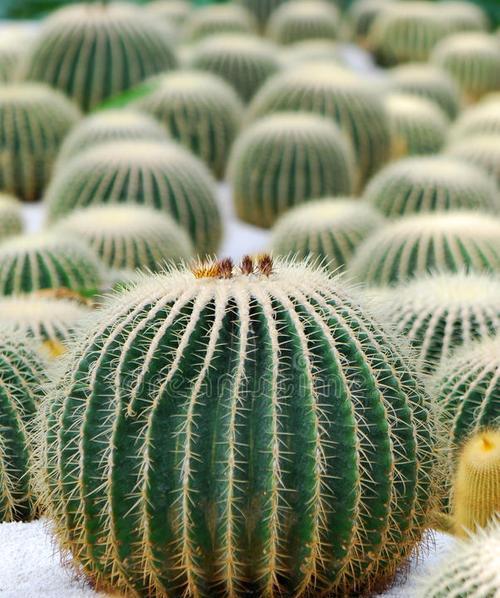 森林叶型仙人掌种植需要注意什么？