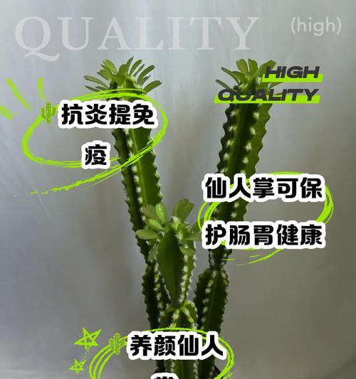 四季仙人掌植物的全年养护方法是什么?