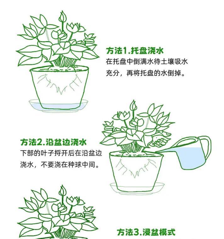 仙人球洒水养殖的技巧是什么？