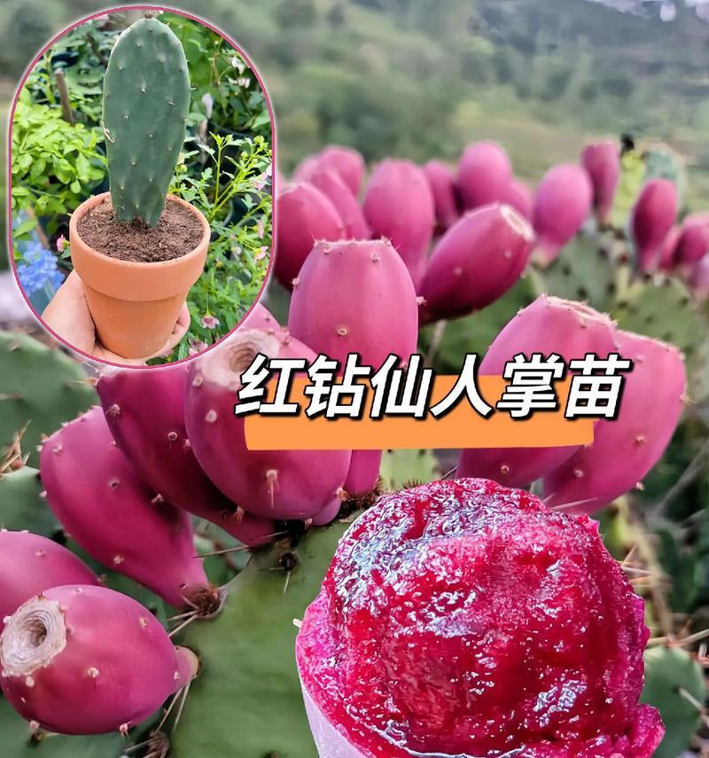 仙人掌种植有哪些技巧能确保其生长良好？