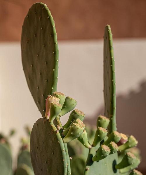 仙人掌种植有哪些技巧能确保其生长良好？