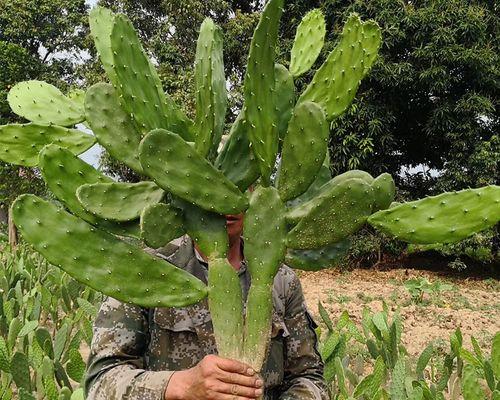 仙人掌损坏后如何重新种植盆栽？
