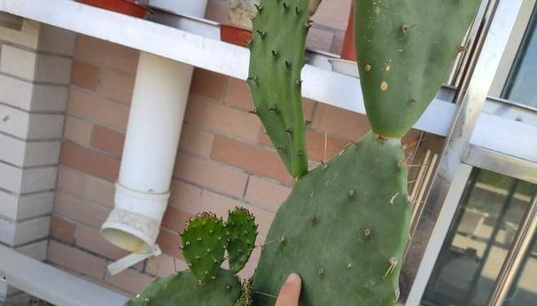 仙人掌损坏后如何重新种植盆栽？