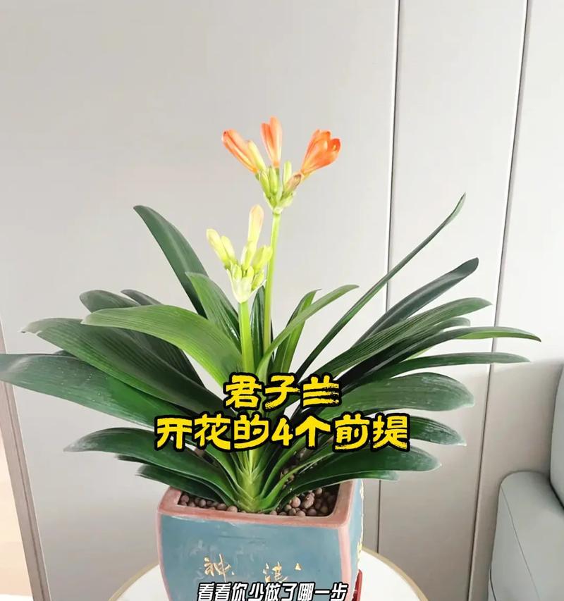 君子兰秋季开花养护管理？秋季君子兰如何照料？
