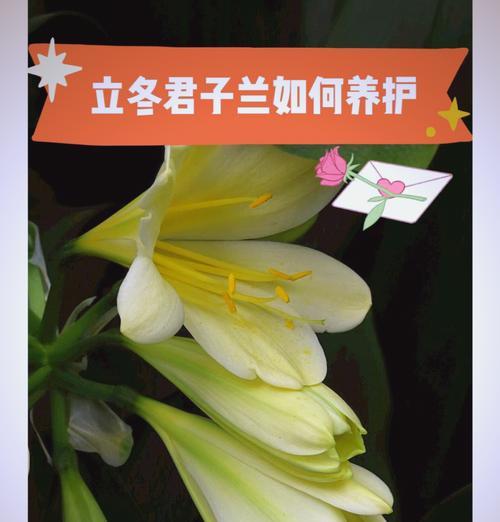 君子兰秋季开花养护管理？秋季君子兰如何照料？