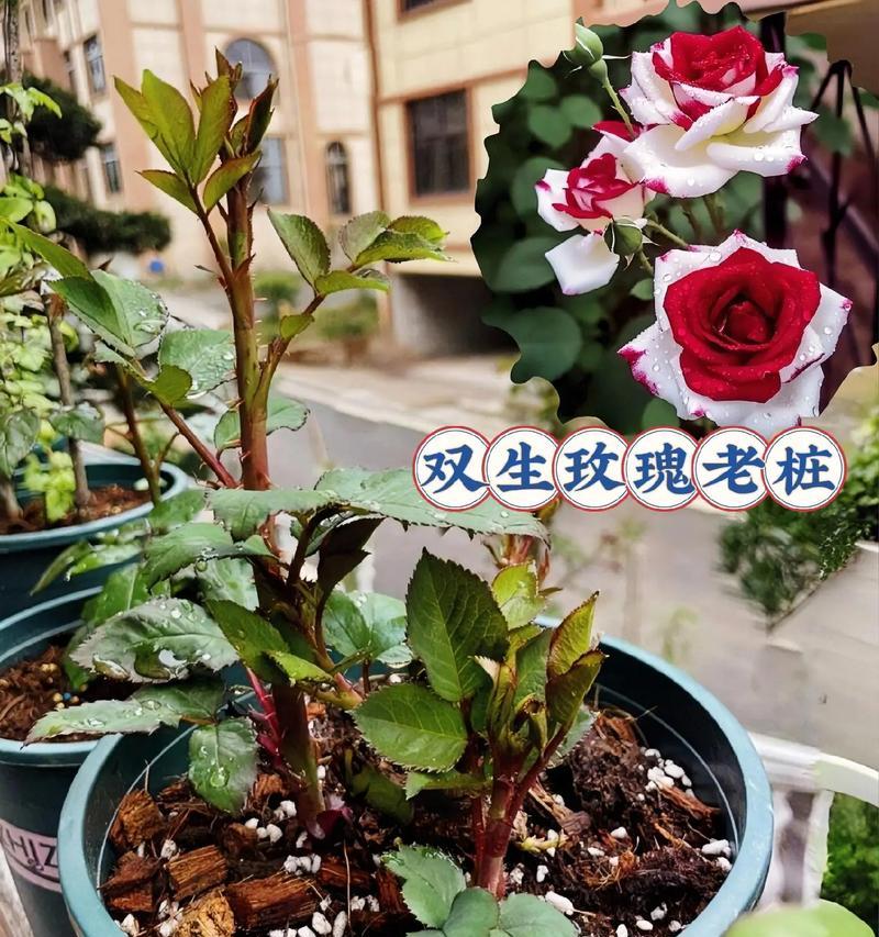 小树苗玫瑰花的日常养护要点是什么？