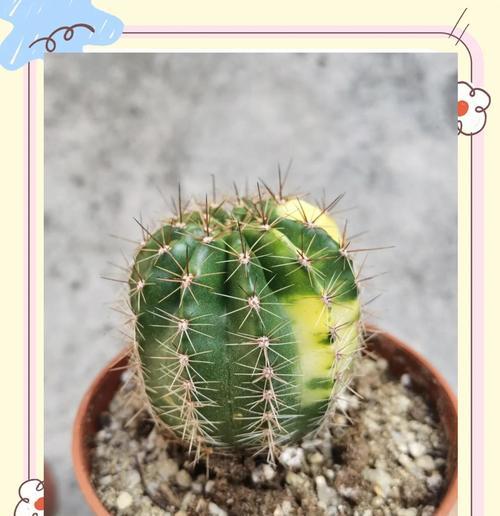 沙子种植仙人球花盆栽的正确方法是什么？