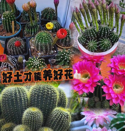 沙子种植仙人球花盆栽的正确方法是什么？