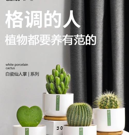 沙子种植仙人球花盆栽的正确方法是什么？