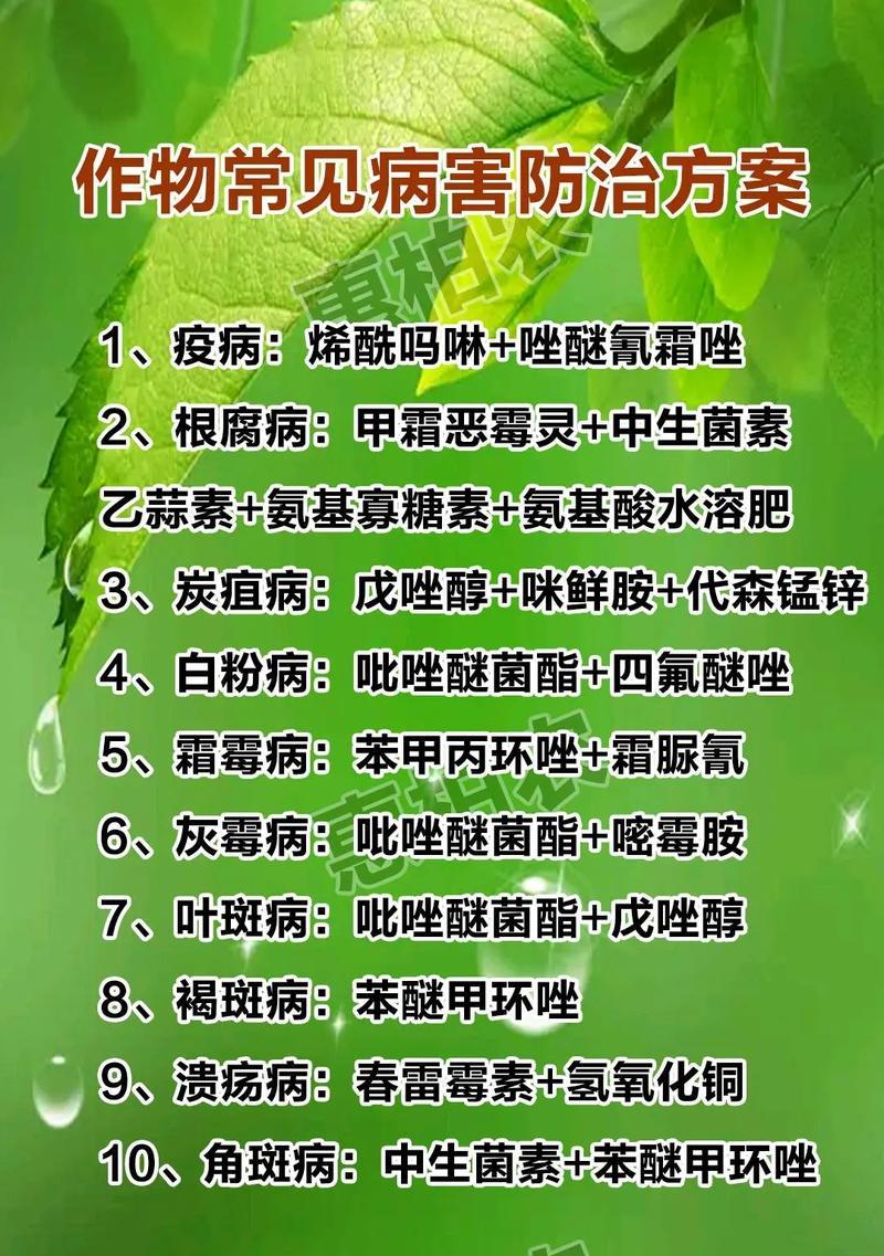 玫瑰花防虫害和病害应使用哪种药物？