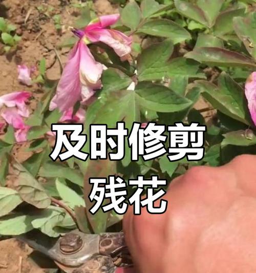 牡丹花修剪有哪些简单技巧？