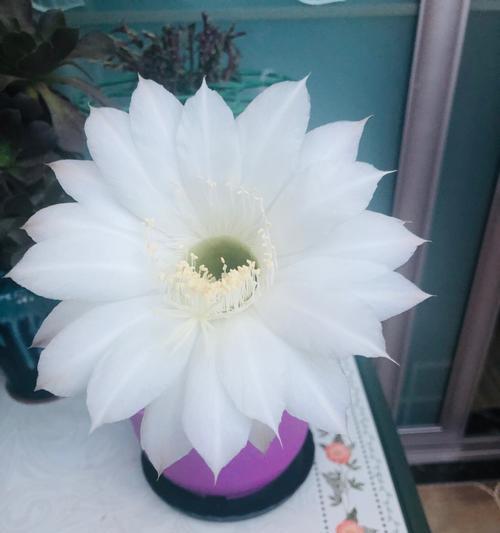 如何简单种植开花仙人球？