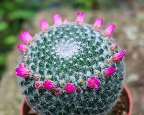 如何简单种植开花仙人球？