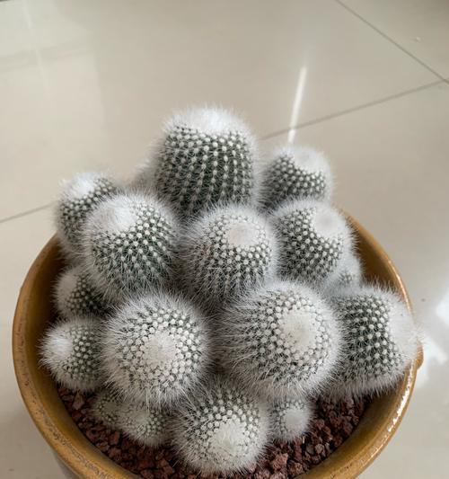 仙人球冬季断水后何时应该重新浇水？