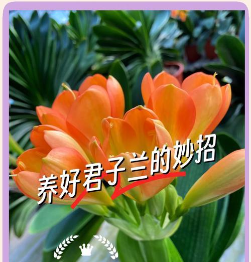 鲜花种植君子兰的方法？如何确保君子兰的健康生长？