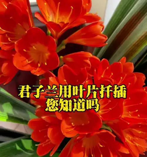 鲜花种植君子兰的方法？如何确保君子兰的健康生长？