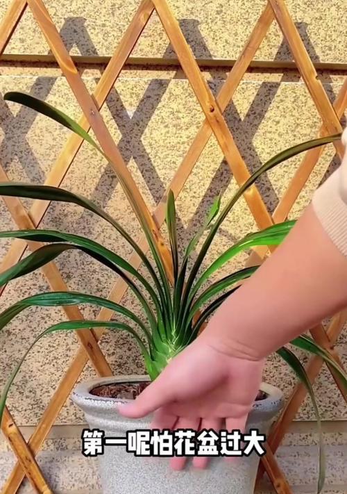 鲜花种植君子兰的方法？如何确保君子兰的健康生长？