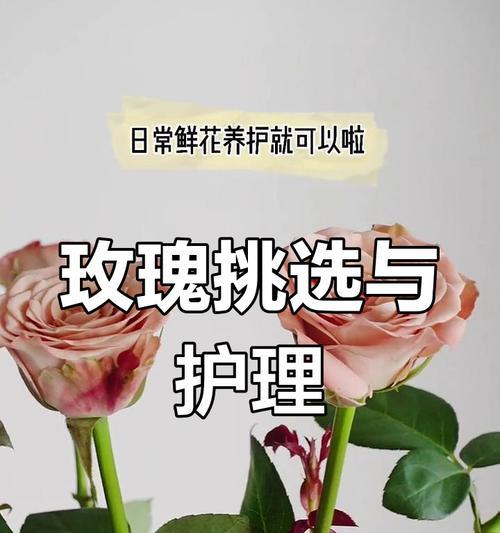 如何延长玫瑰花的花期？有哪些有效方法？