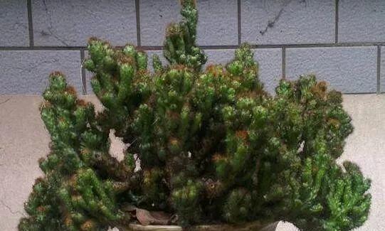 长条仙人掌的养殖秘诀是什么？如何保持美观？