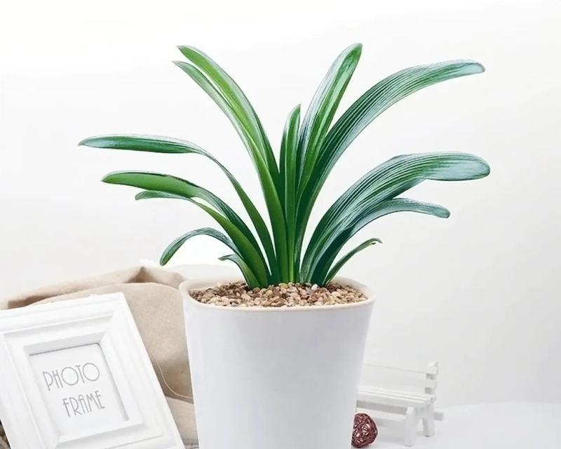君子兰什么时候开花？如何促进其按时开花？