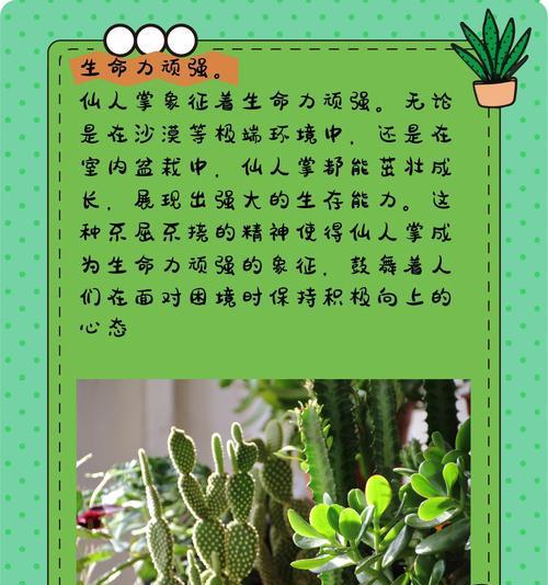 石头地如何种植仙人掌？有哪些注意事项？