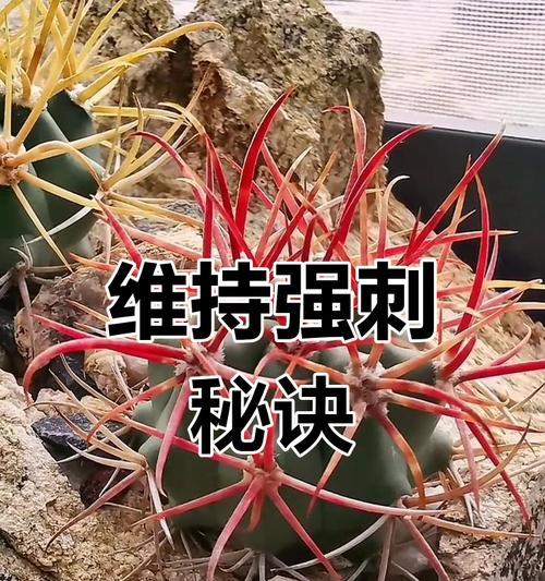 石头地如何种植仙人掌？有哪些注意事项？
