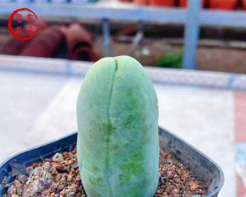 蓝柱仙人掌如何才能养得更胖？