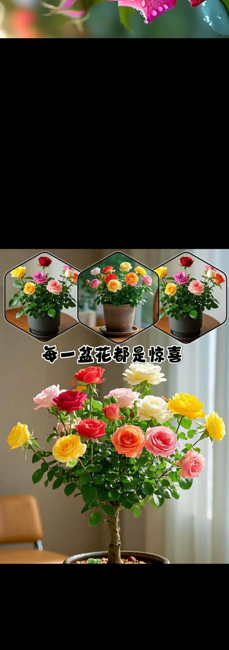 玫瑰花斜插后如何确保成活？