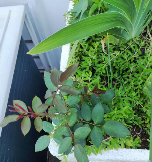 玫瑰花斜插后如何确保成活？