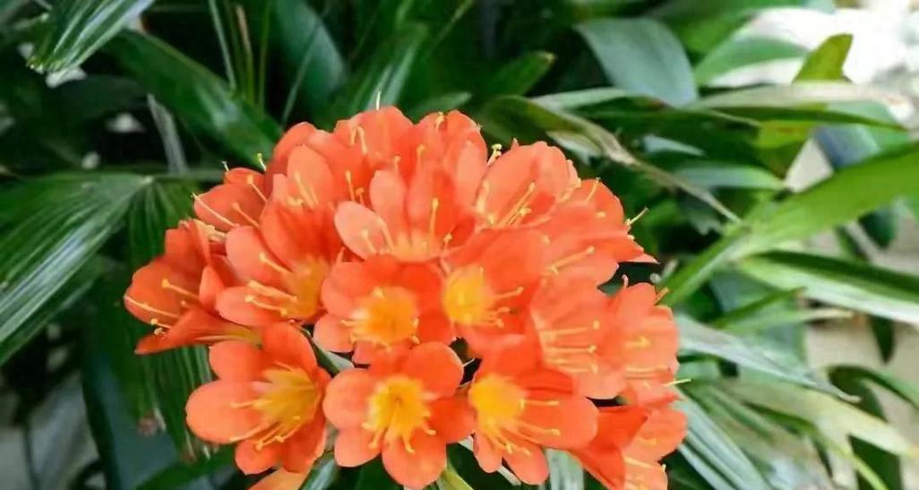 服盆后的君子兰如何促进开花？养护要点有哪些？