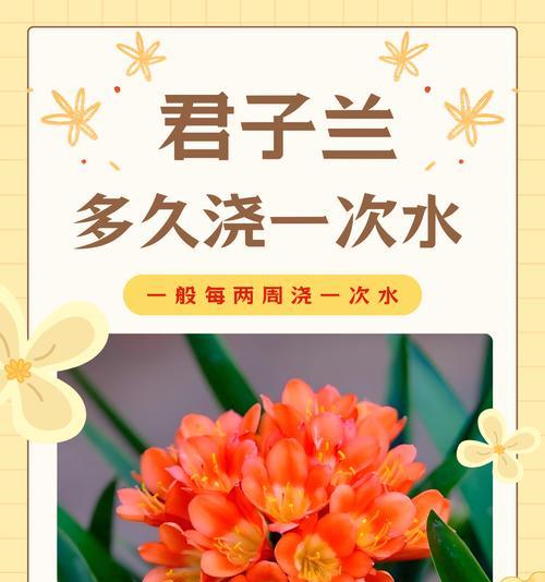 服盆后的君子兰如何促进开花？养护要点有哪些？