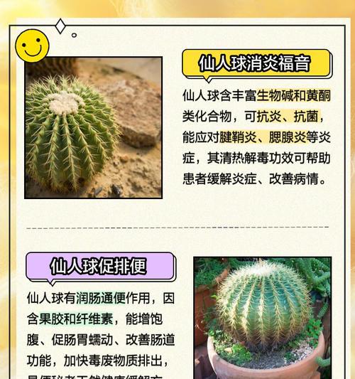 母狮子仙人球的养殖技巧有哪些？