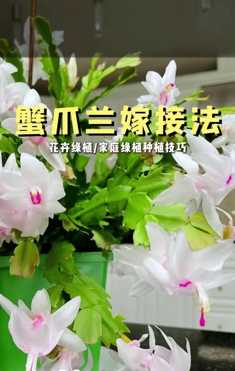 鼠尾仙人掌花嫁接技巧有哪些？