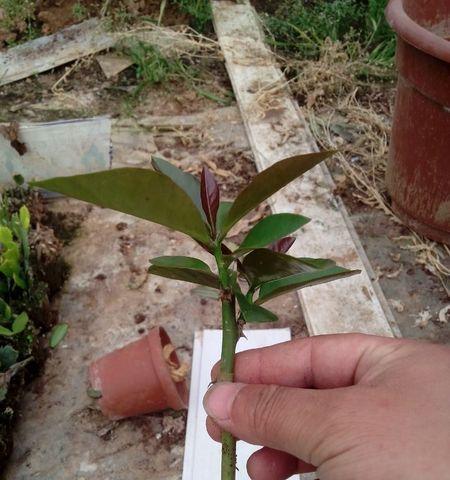 鼠尾仙人掌花嫁接技巧有哪些？