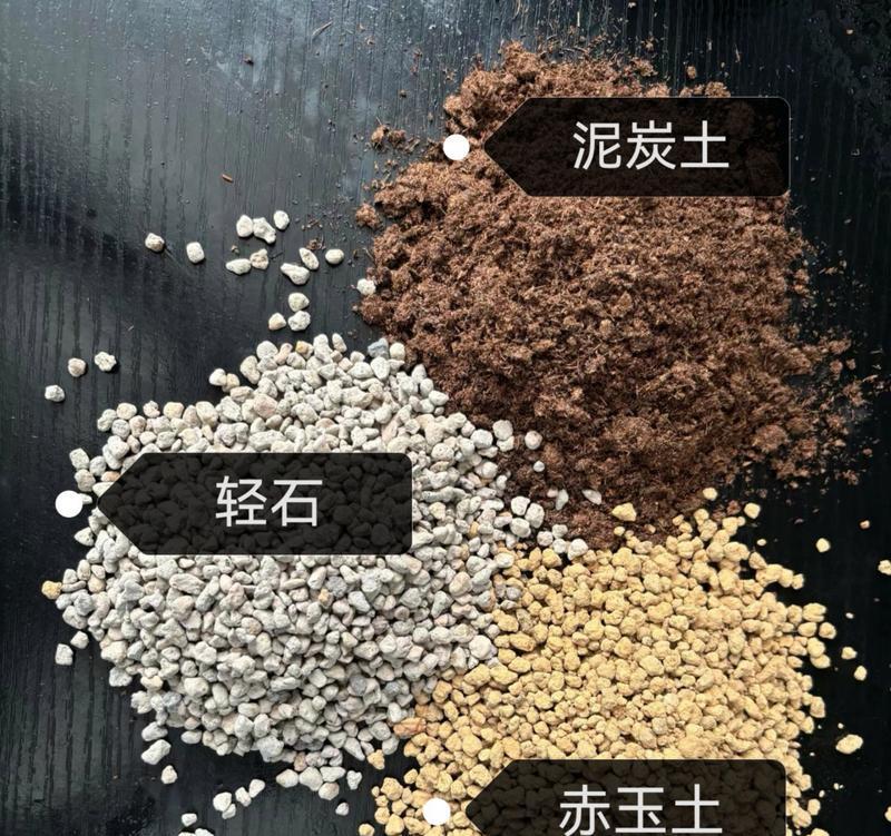 多层仙人掌的养护技巧有哪些？