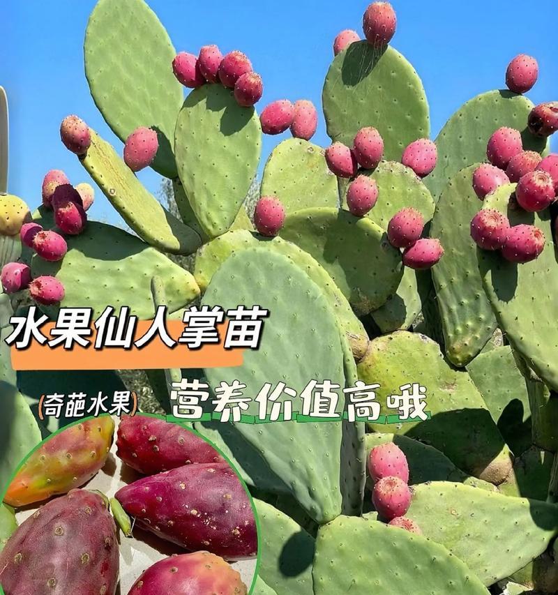 多层仙人掌的养护技巧有哪些？