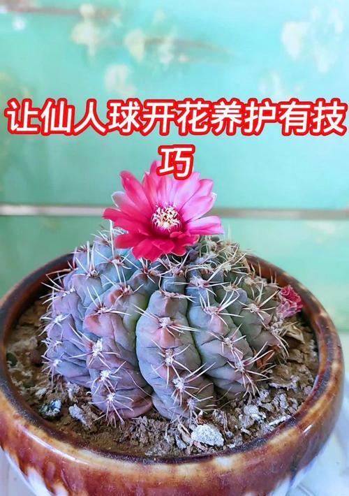 黄金条仙人球的开花时间是什么时候？如何养护以促进开花？