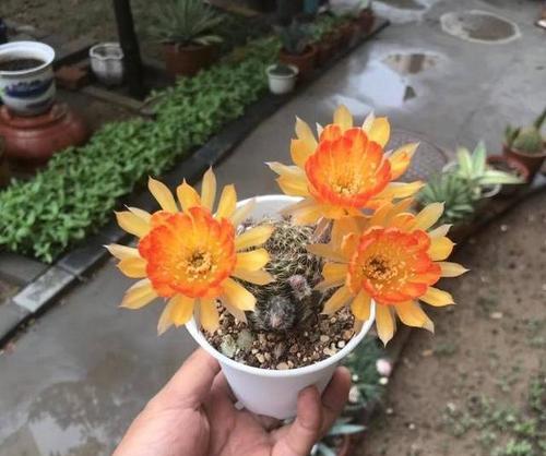 黄金条仙人球的开花时间是什么时候？如何养护以促进开花？