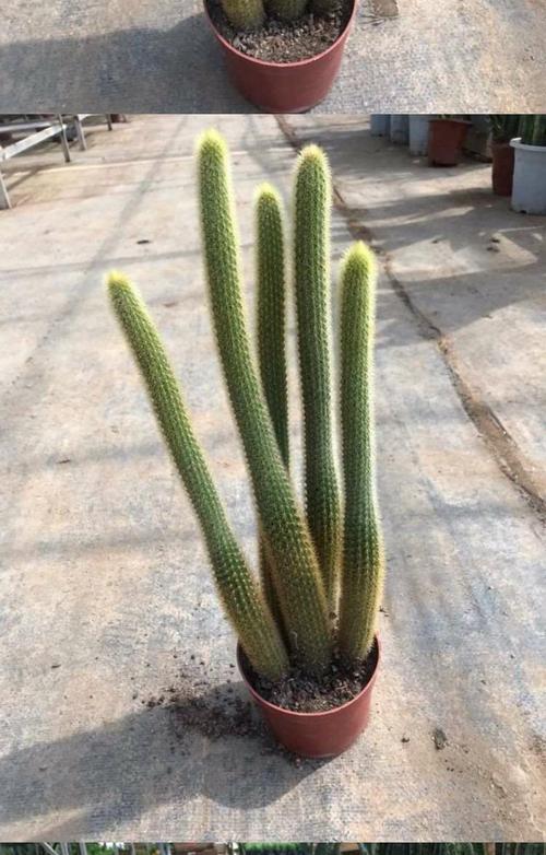 黄金条仙人球的开花时间是什么时候？如何养护以促进开花？