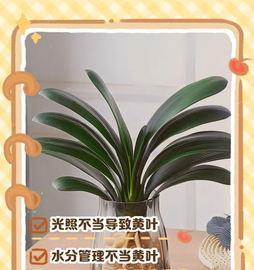 君子兰叶片发黄干枯是什么原因？如何处理？