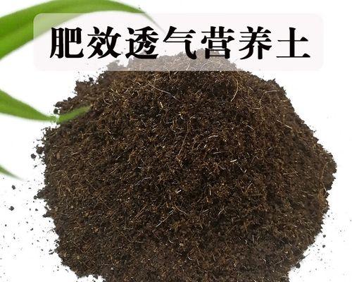 君子兰原始土壤颜色有何特殊含义？