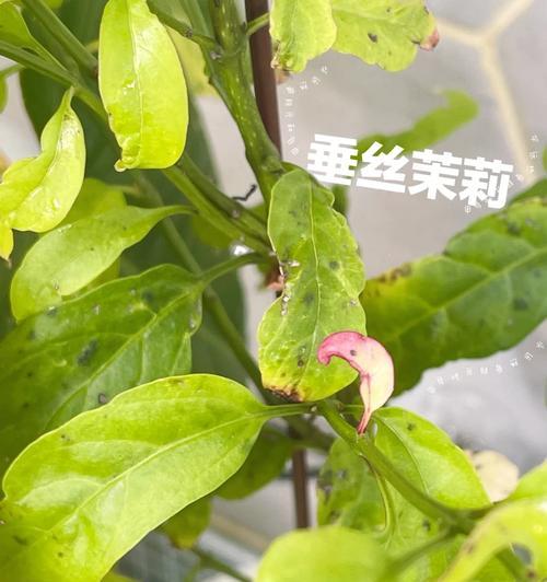 垂丝君子兰叶子过长如何处理？修剪技巧有哪些？