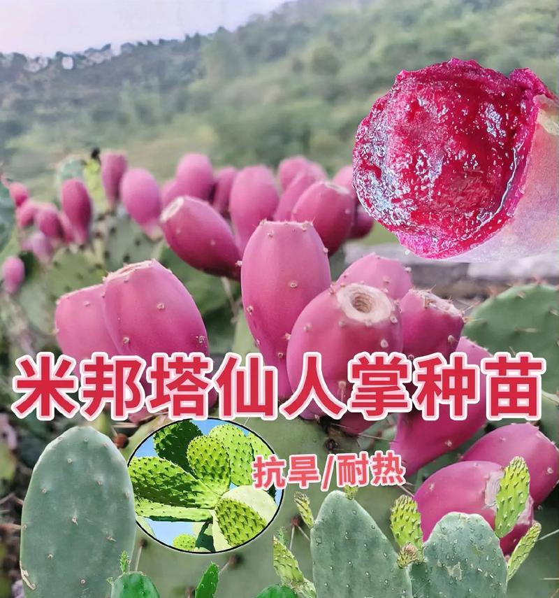 仙人球保健食品养护方法有哪些？