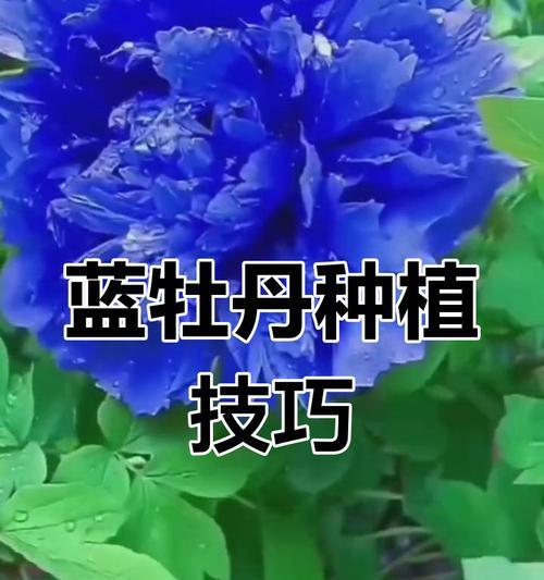牡丹花有兰色吗？如何正确养护牡丹花？