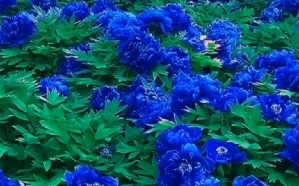 牡丹花有兰色吗？如何正确养护牡丹花？