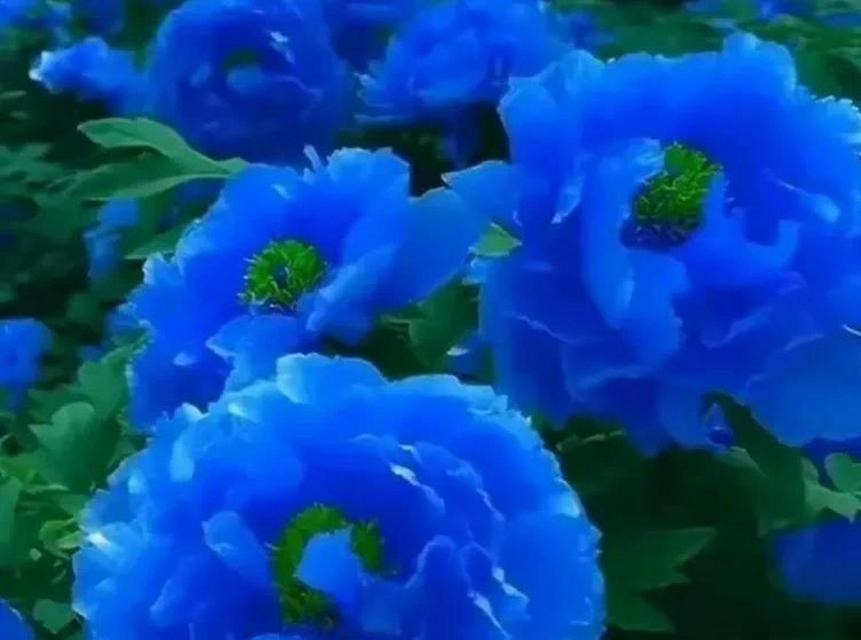 牡丹花有兰色吗？如何正确养护牡丹花？