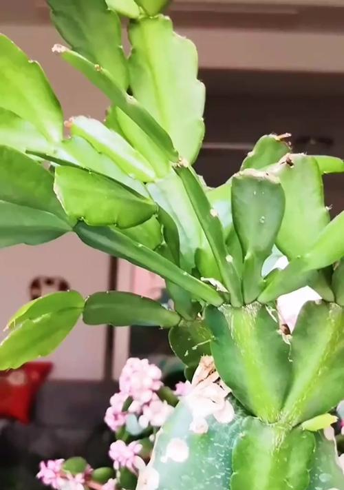 圆的仙人掌花养护方法是什么？如何进行有效管理？