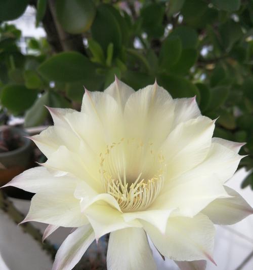 圆的仙人掌花养护方法是什么？如何进行有效管理？